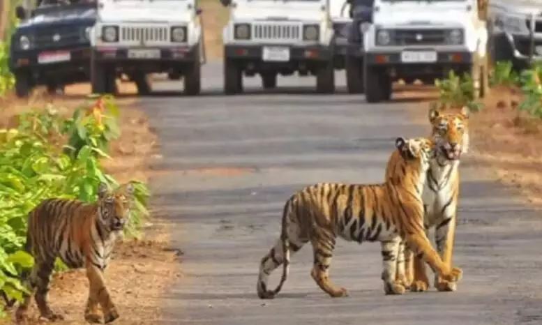 अब ताप्ती और कागपुर कंजर्वेशन रिजर्व एवं टाइगर कारीडोर में प्रवेश शुल्क से होगी सफारी अब ताप्ती और कागपुर कंजर्वेशन रिजर्व एवं टाइगर कारीडोर में प्रवेश शुल्क से होगी सफारी