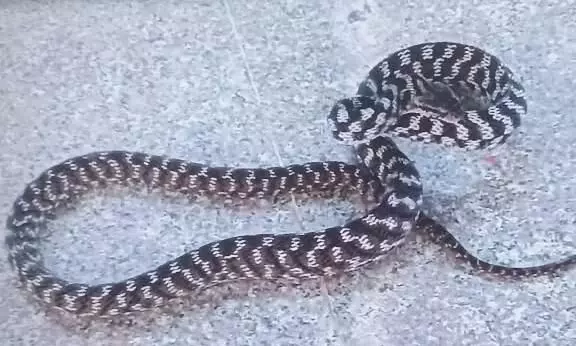 बृहस्पति कुंड में दिखा दुर्लभ ‘कैट स्नेक’: पर्यटकों में कौतूहल, बृहस्पति कुंड में दिखा दुर्लभ ‘कैट स्नेक’: पर्यटकों में कौतूहल,