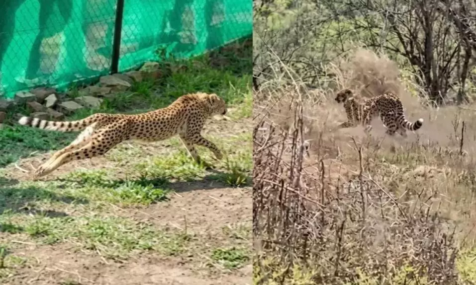 कूनो में घायल नर चीते के शरीर से निकले 5 छर्रे, इलाज के दौरान मौत